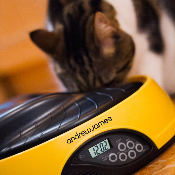 4 day cat 2024 feeder